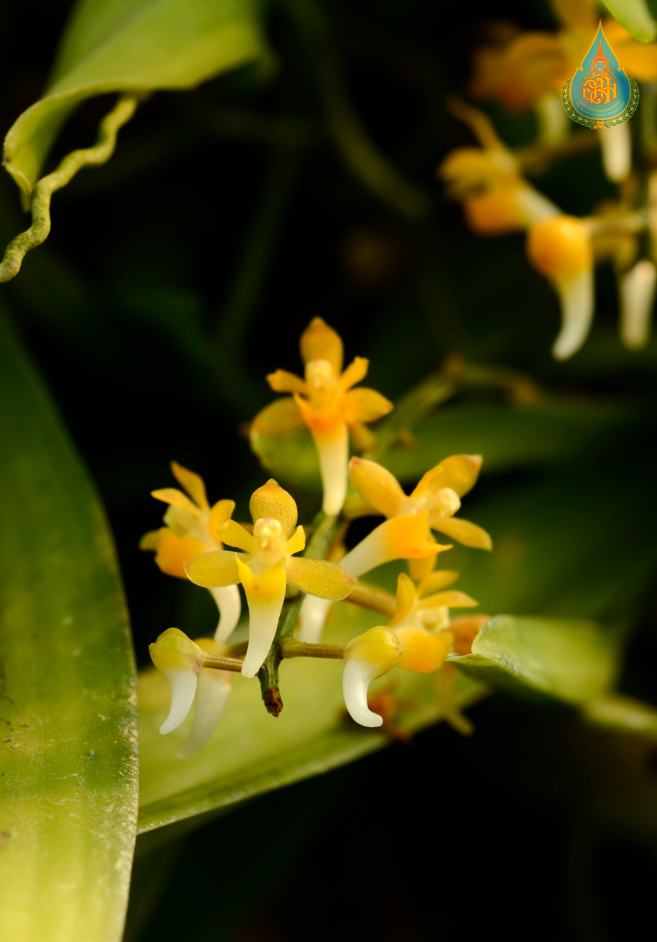 เอื้องระย้า Robiquetia pachyphylla (Rchb.f.) Garay<br/>ORCHIDACEAE